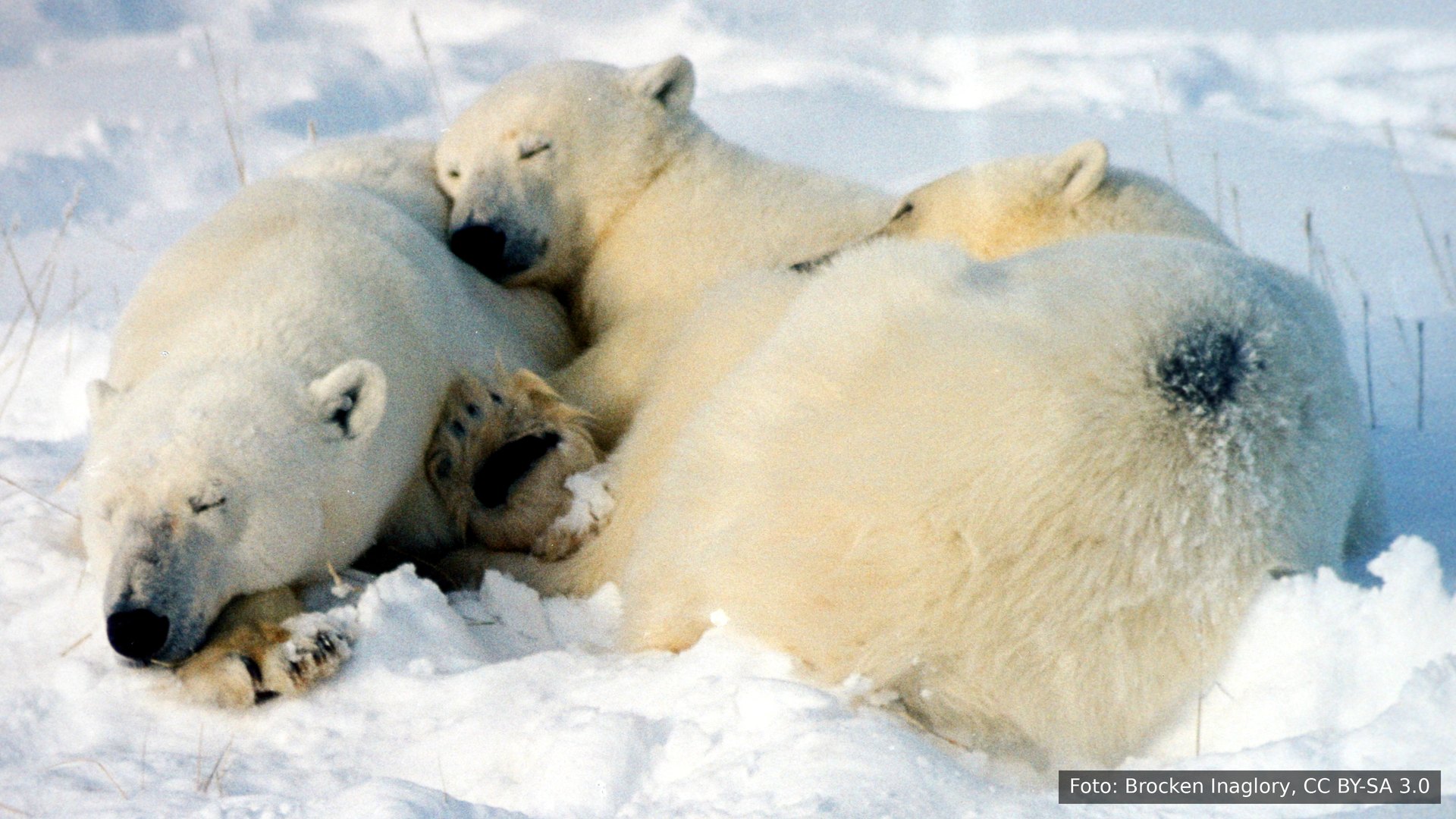 Uma mãe ursa-polar e seus dois filhotes dormindo na neve em Churchill, Manitoba